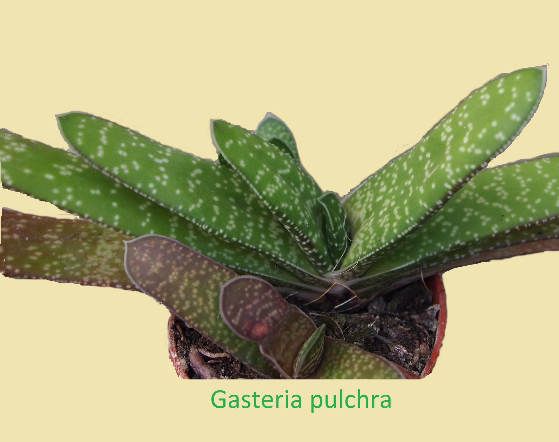 gasteria_pulchra_6.jpg