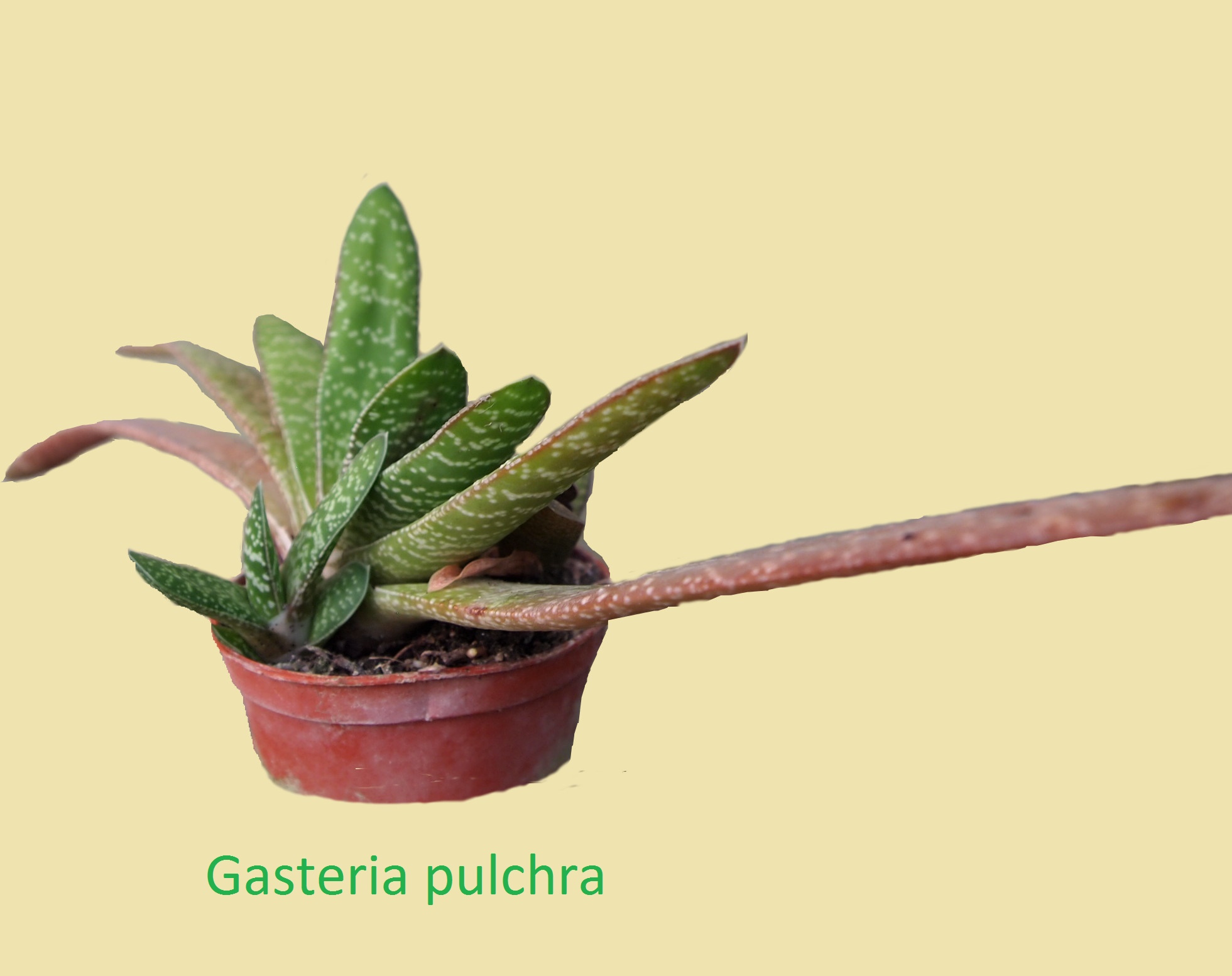 gasteria_pulchra_7a.jpg