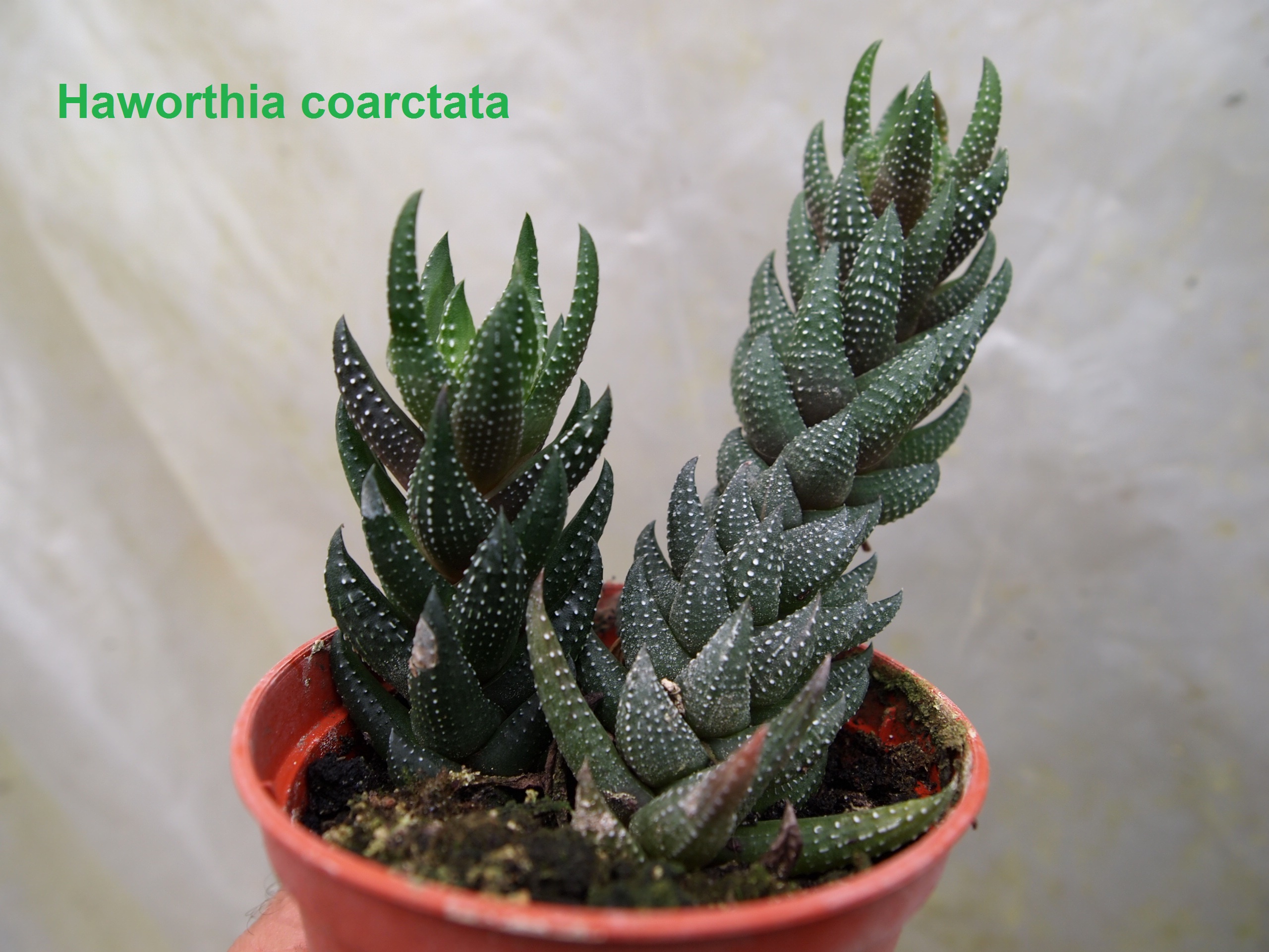 haworthia_coarctata_1.jpg