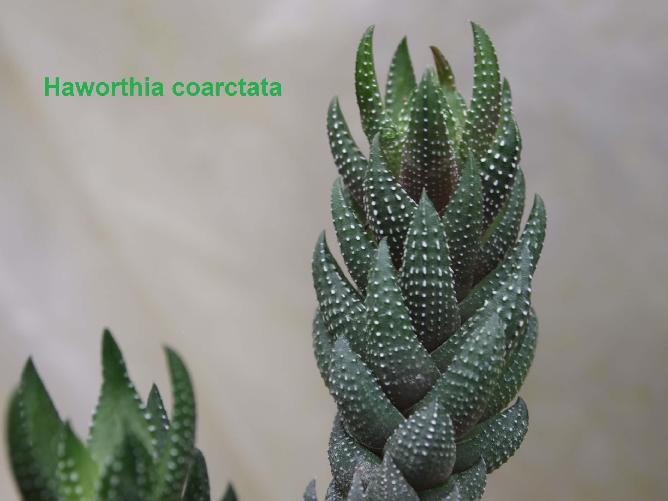 haworthia_coarctata_2.jpg