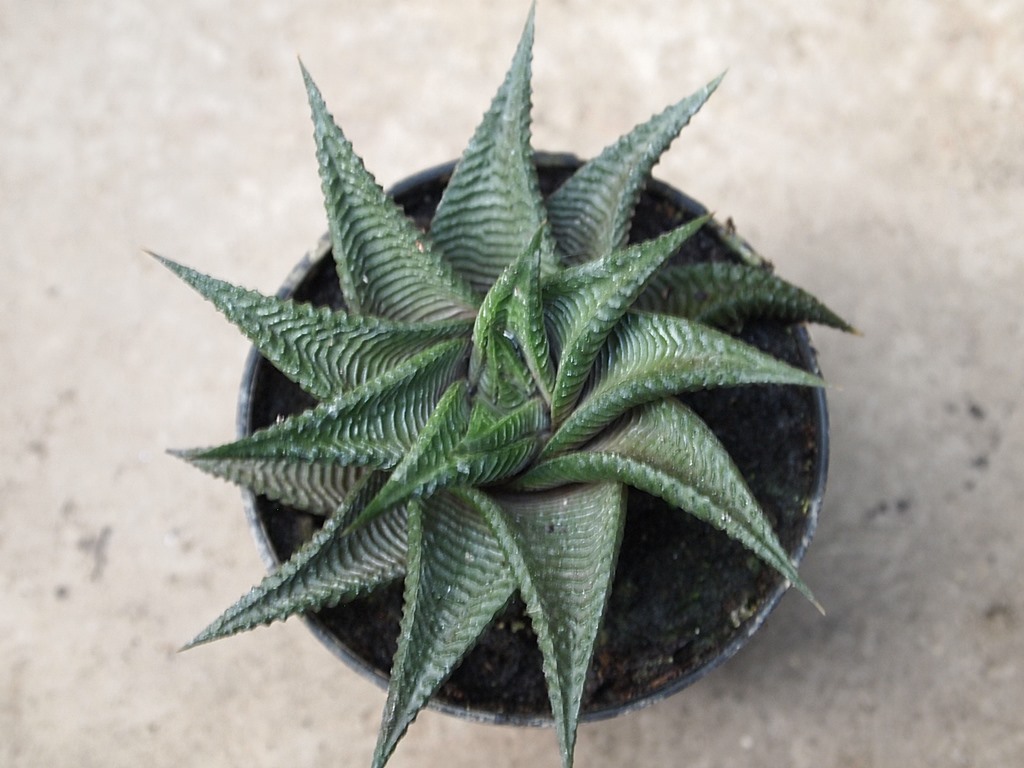 haworthia_limifolia_schuldteana.JPG