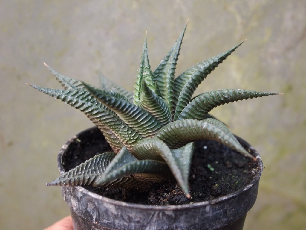 haworthia_limifolia_schuldteana_2a.JPG