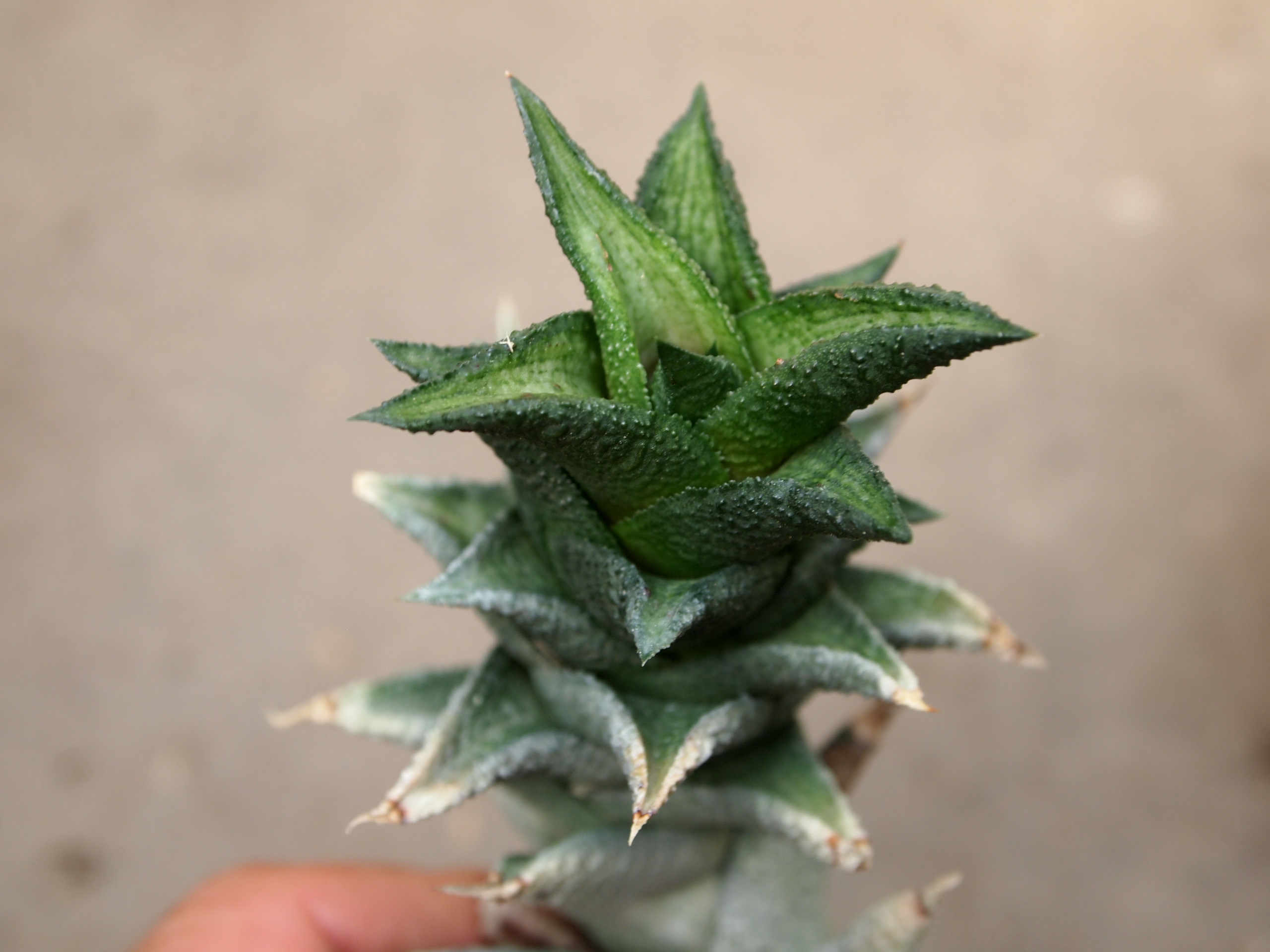 haworthia_nigra_1.JPG