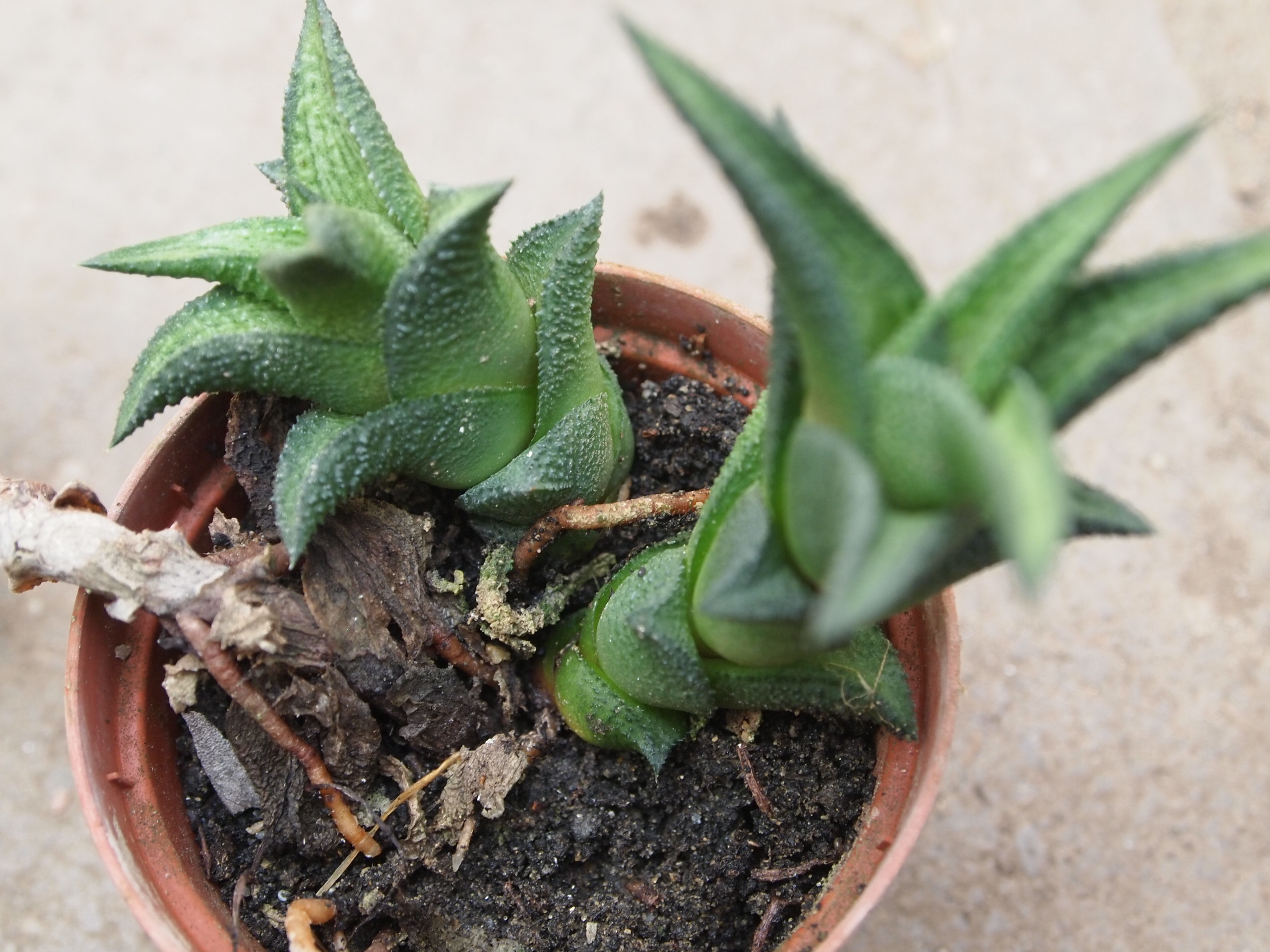 haworthia_nigra_2.JPG