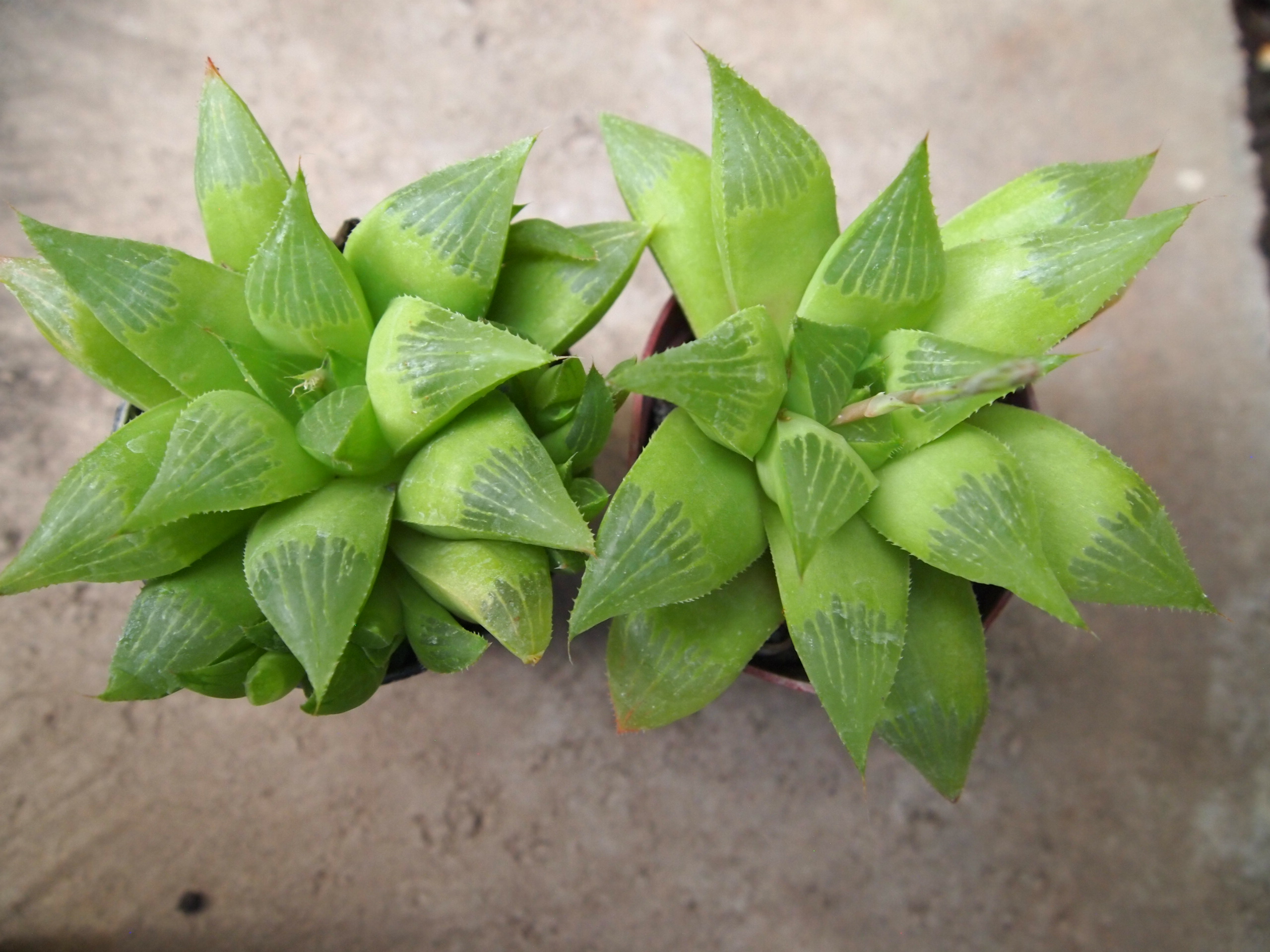 haworthia_retusa_1.JPG