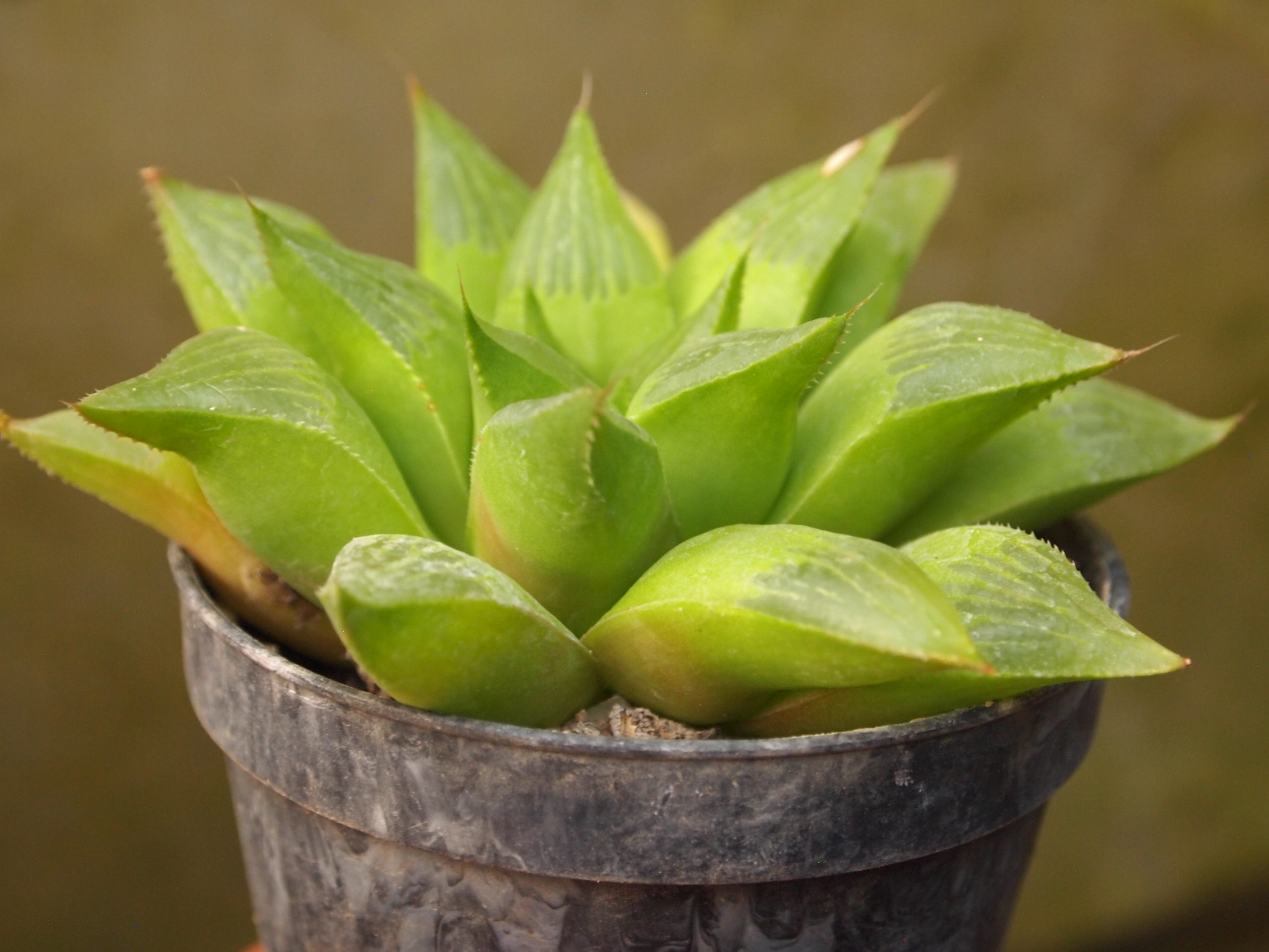 haworthia_retusa_2.JPG