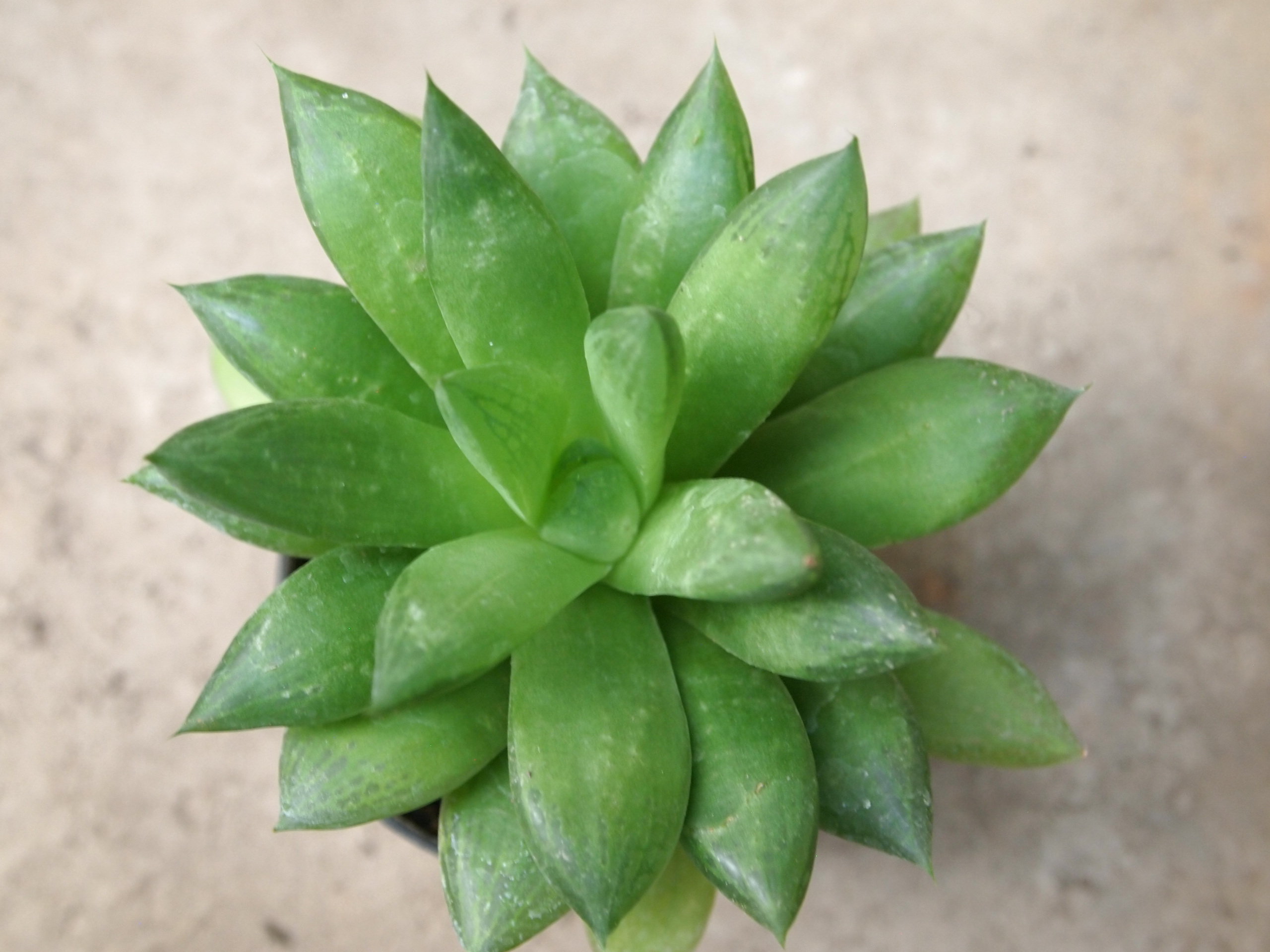 haworthia_retusa_v_suberecta_1.JPG