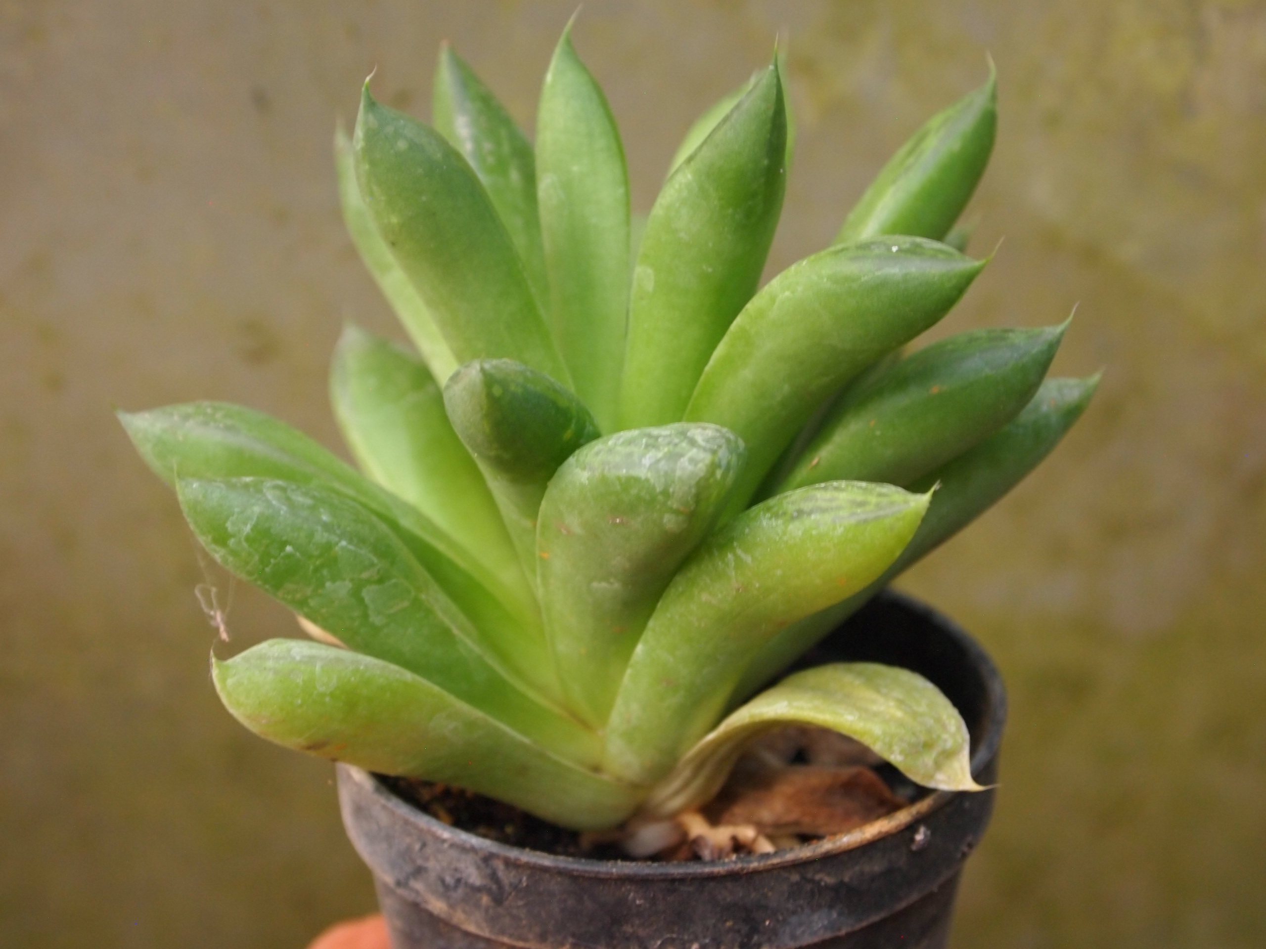 haworthia_retusa_v_suberecta_2.JPG