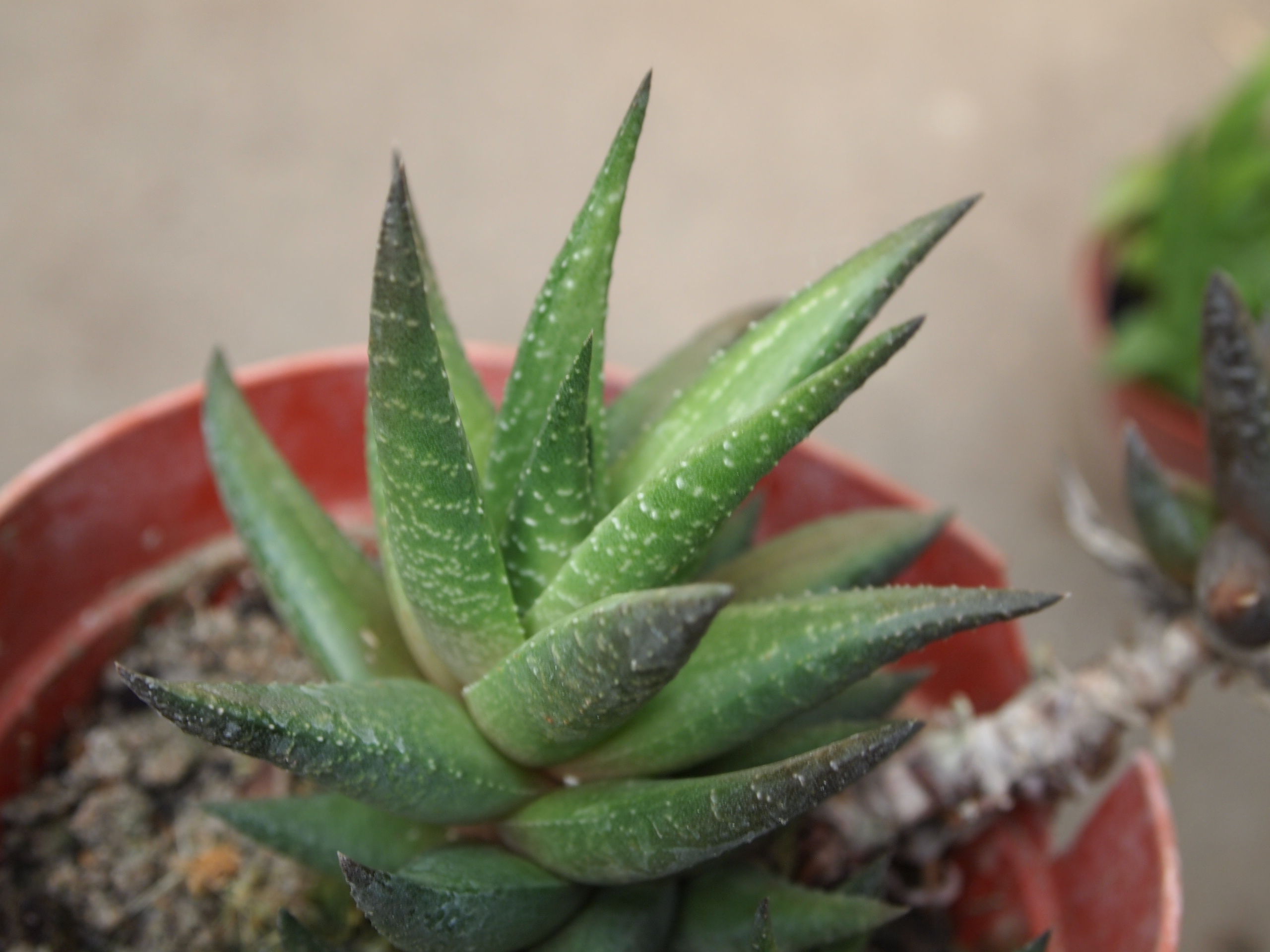haworthia_sampaiana_1.JPG