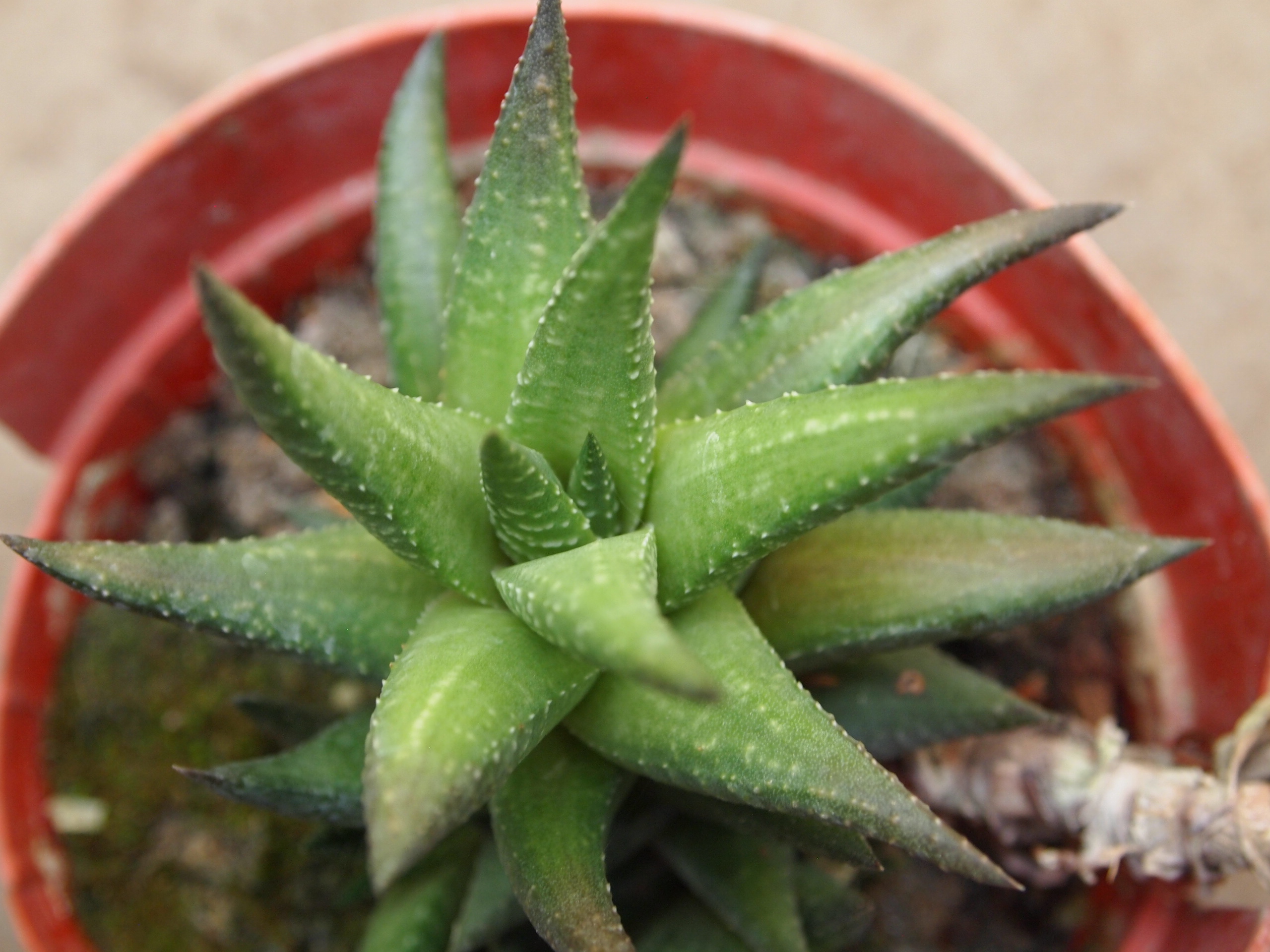 haworthia_sampaiana_2.JPG