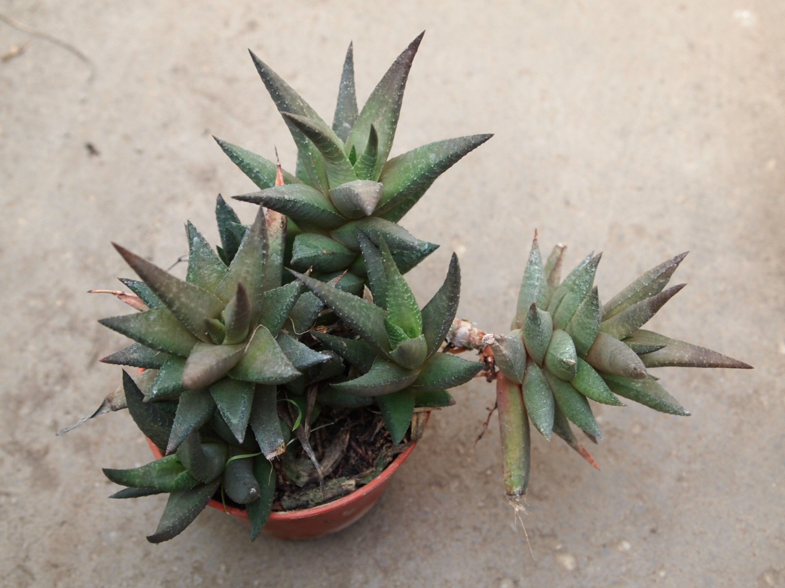 haworthia_sampaiana_3.JPG