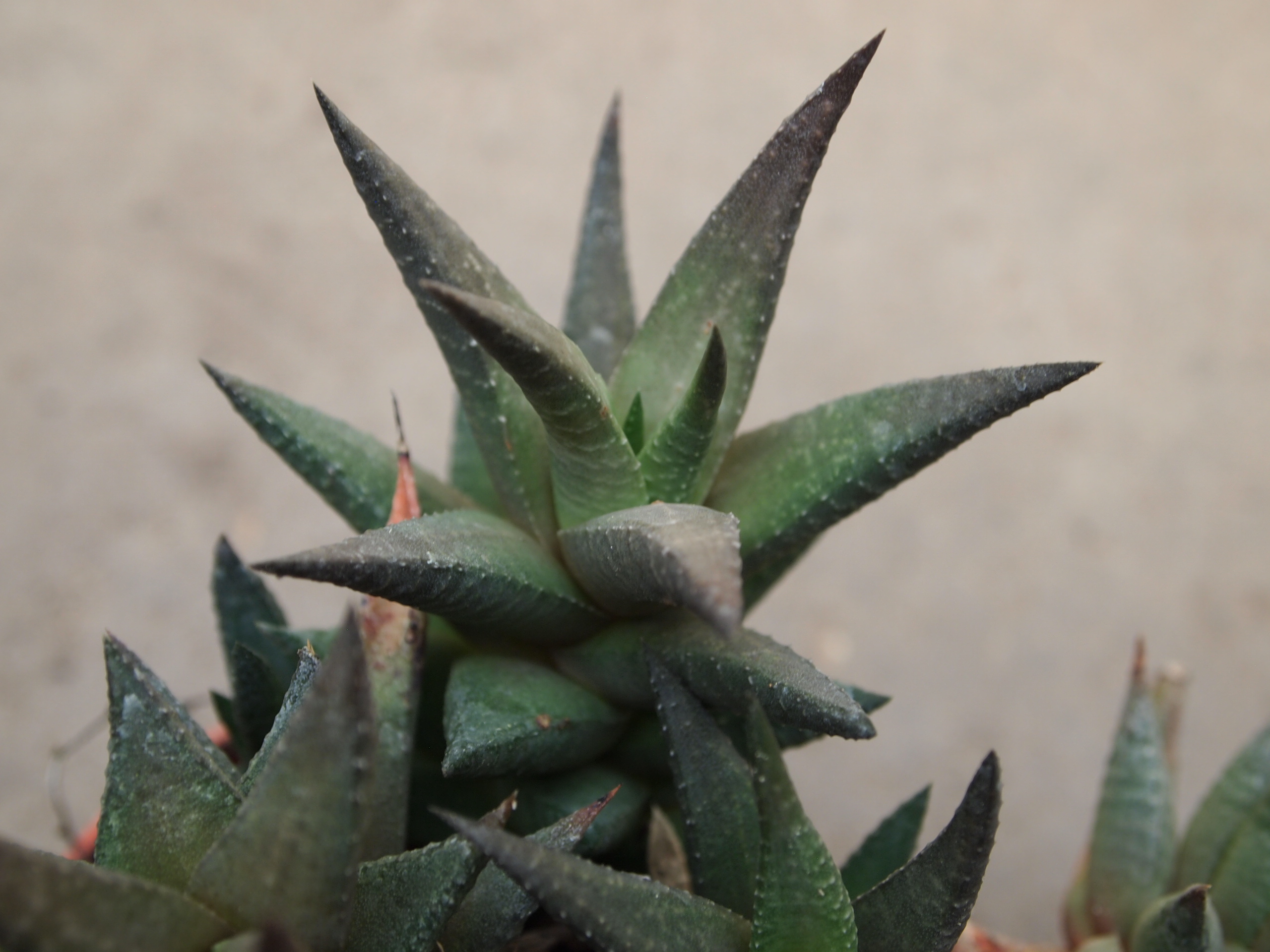 haworthia_sampaiana_4.JPG