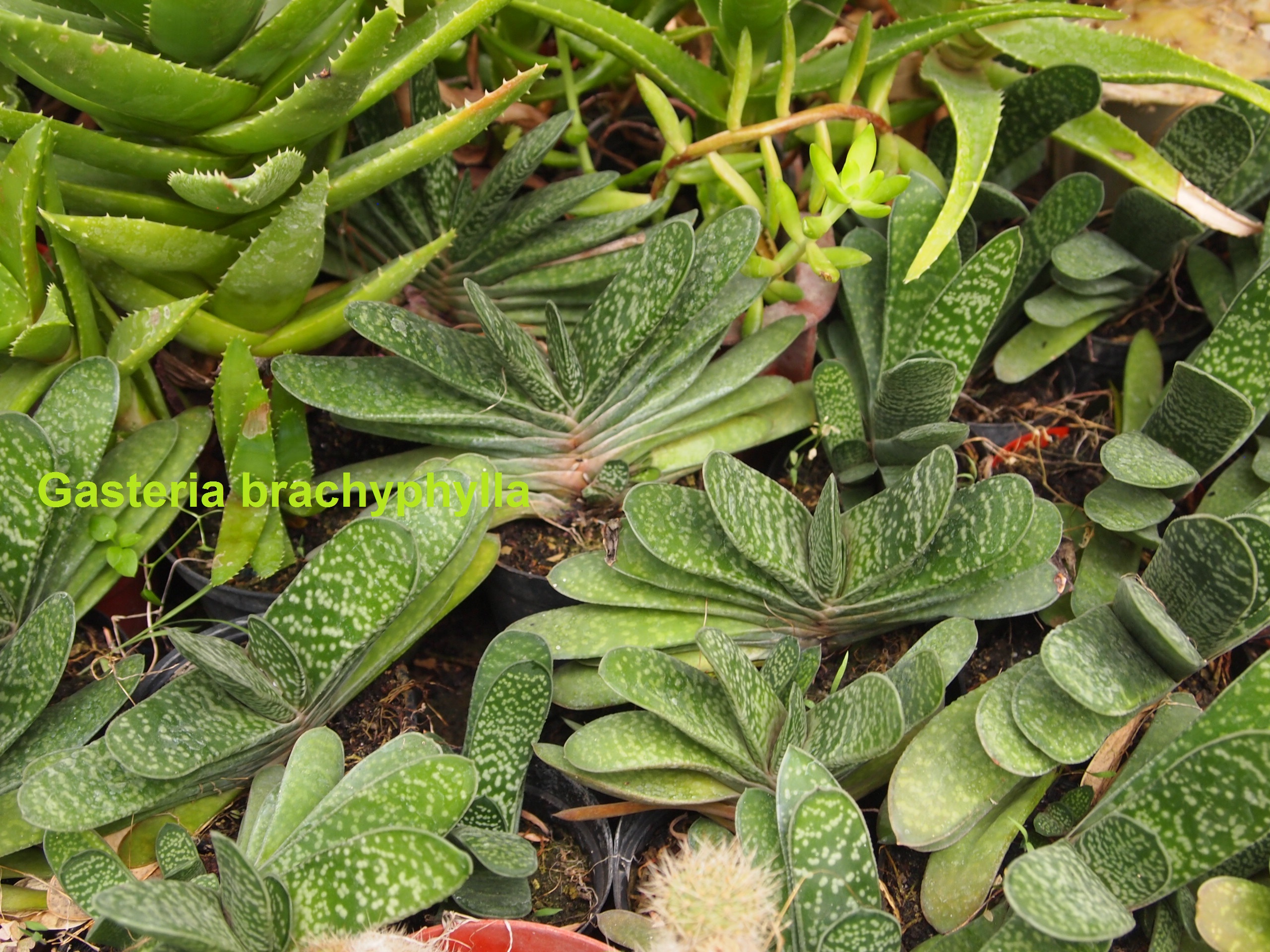 p6176770a.jpg