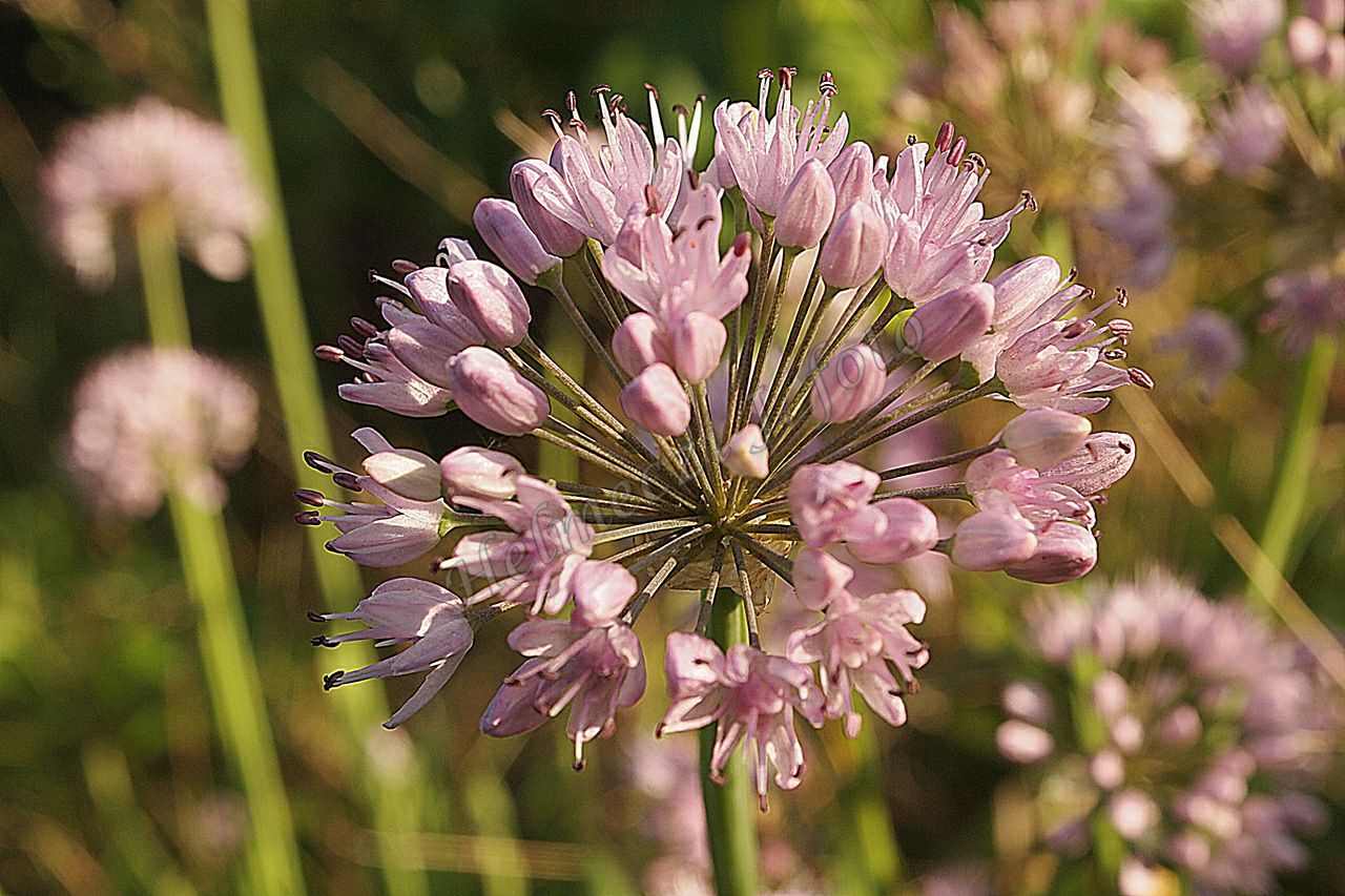 p7299372.jpg