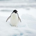Tragédia a pingvinfiókák között