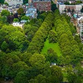 Mennyire tisztítják a fák egy város levegőjét?