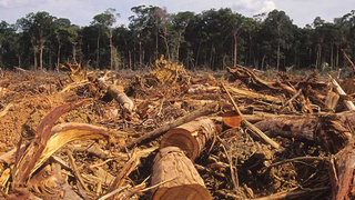 Tényleg megmenthetőek az amazonasi esőerdők?