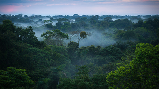 A brazil költségvetési hiány az Amazonas esőerdőit fenyegeti