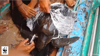Tengeri szemét ejtett csapdába egy teknőst Pakisztán partjainál