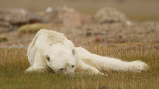 Szívszorító felvétel egy éhező jegesmedvéről