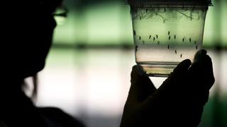 A klímaváltozás is közrejátszott a zikavírus terjedésében