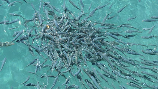 Higannyal szennyezett hal kerülhet a tányérunkba