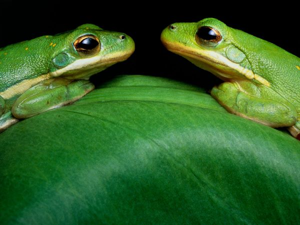 green-frogs.jpg
