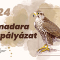 „Év madara” rajzpályázat 2024 [MME]