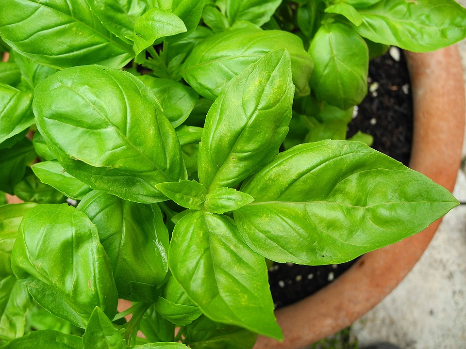 basil-2395060_960_720.jpg