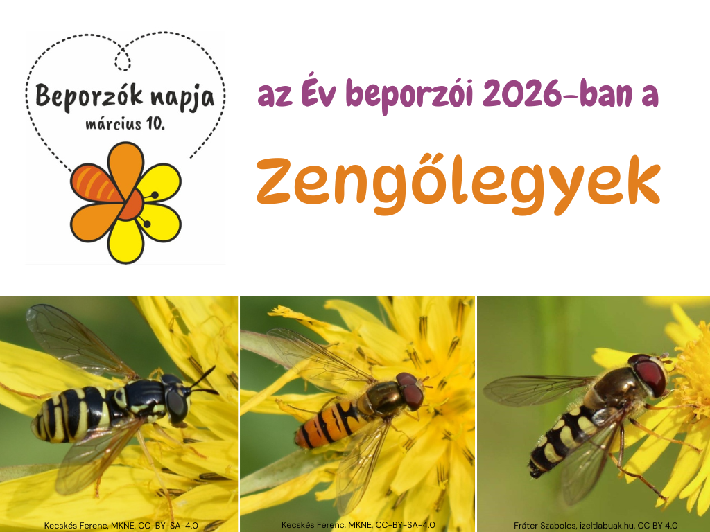 ev_beporzoi2026_zengo1024.png