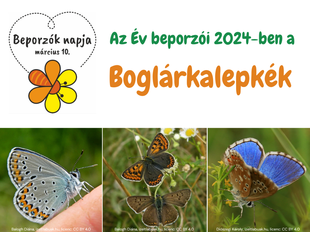 evbeporzoi2024_bogi.png