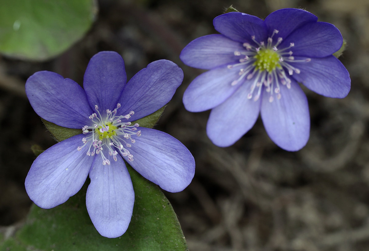 hepatica_nobilis_05_farkass_k.jpg