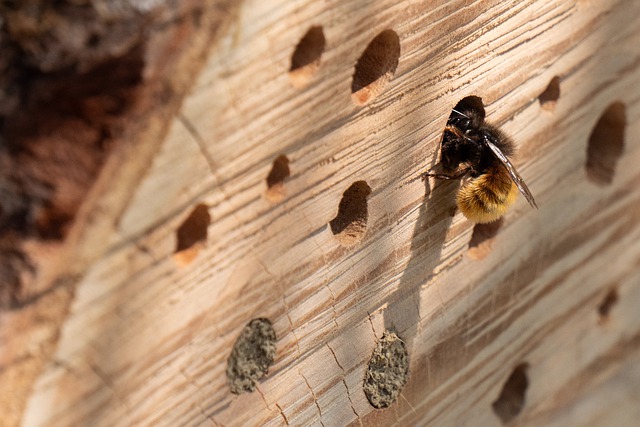 insect-hotel-g35885ee04_640.jpg