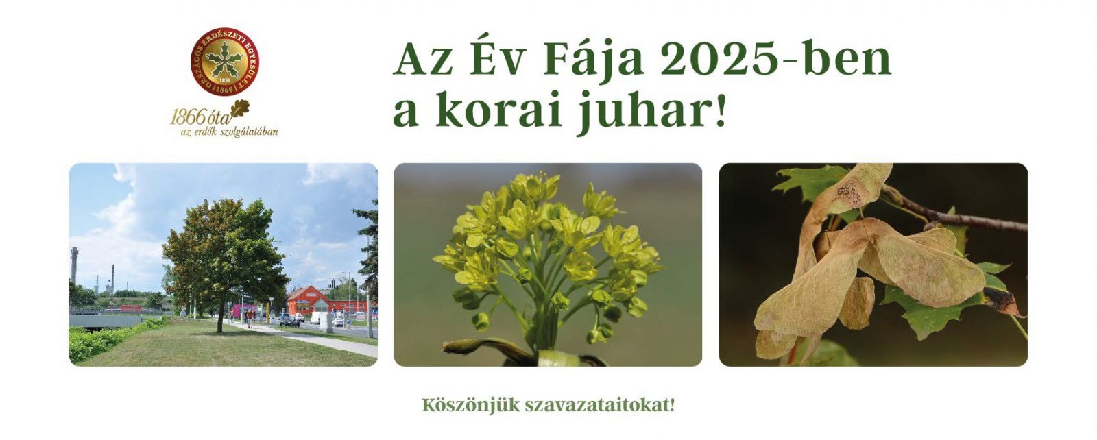 korai_juhar.jpg