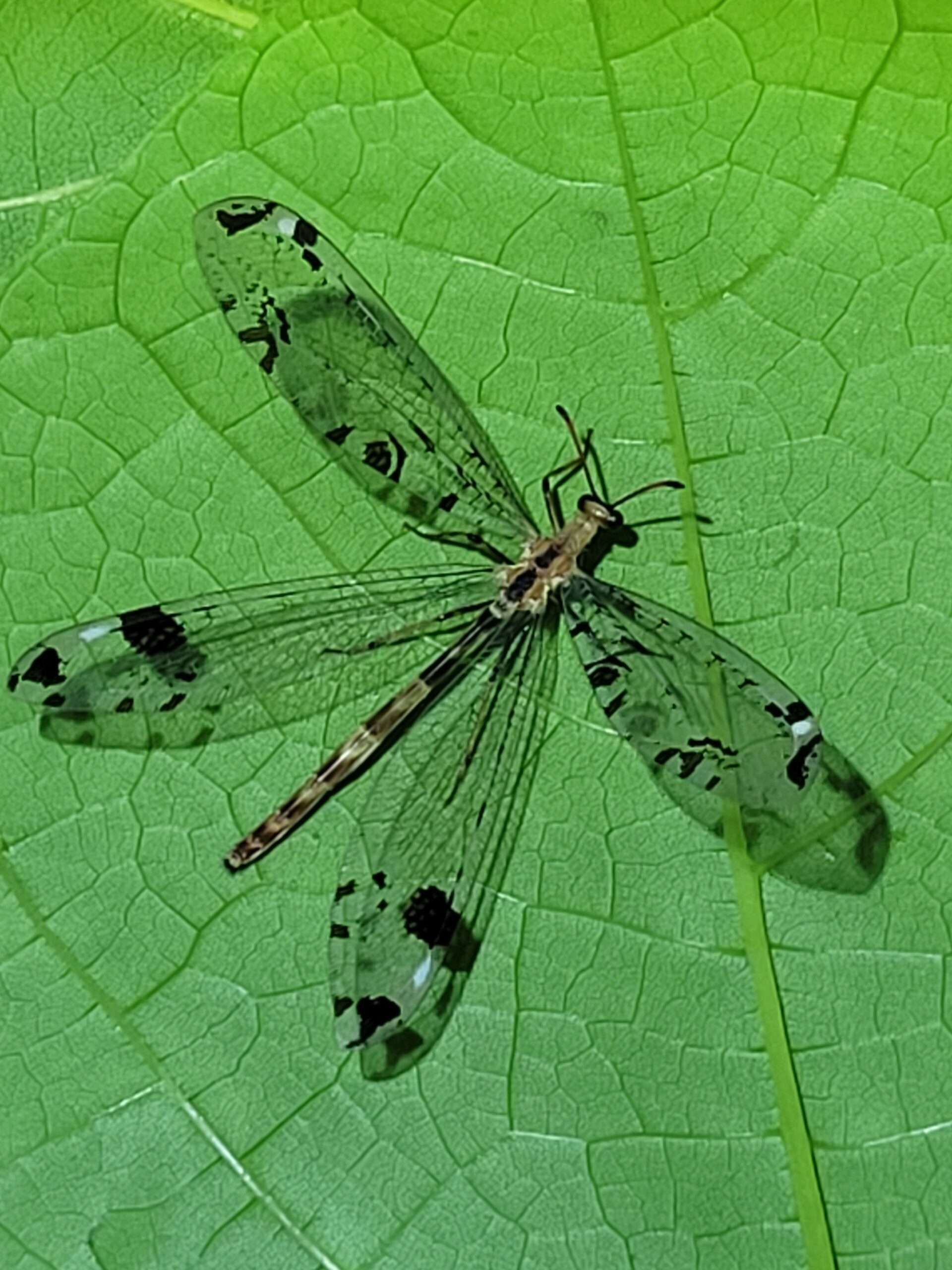 parducfoltos-hangyaleso-scaled.jpg