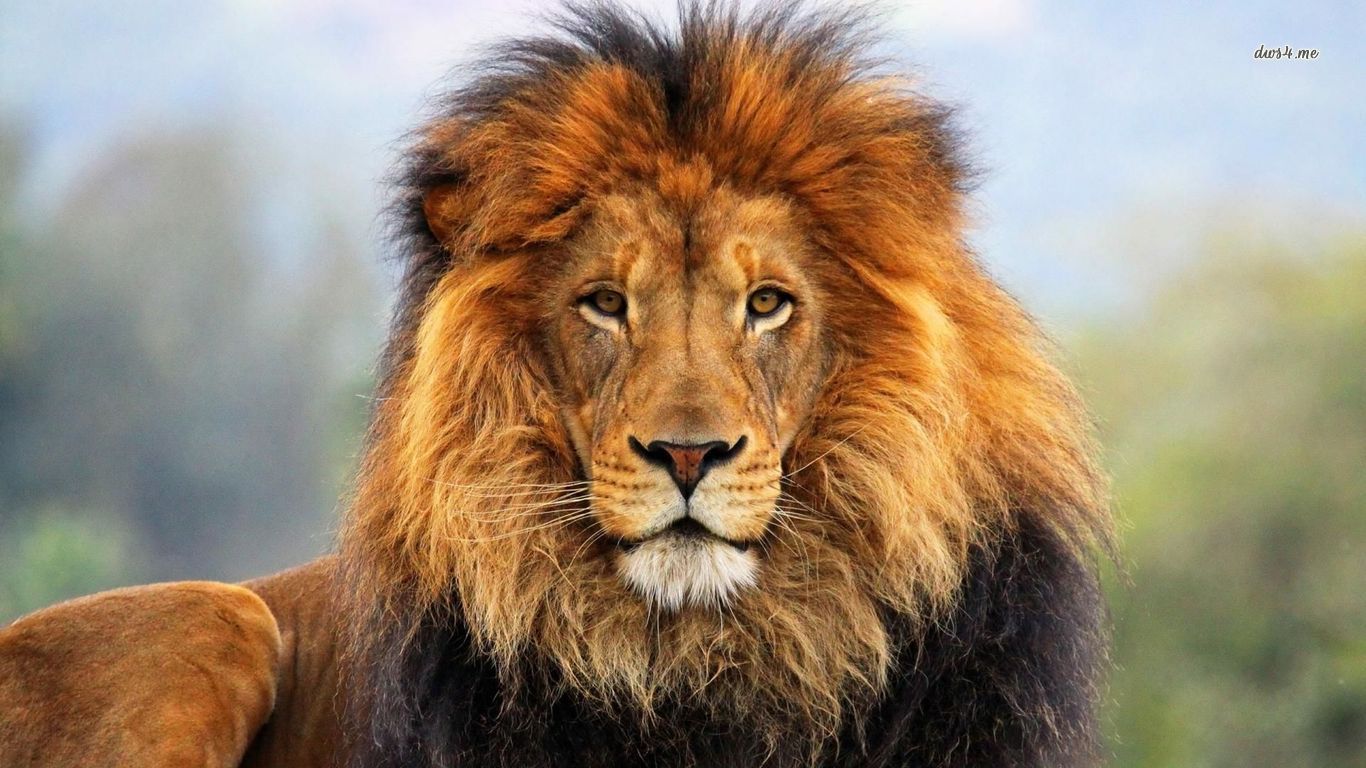 21888-majestic-lion-1366x768-animal-wallpaper.jpg