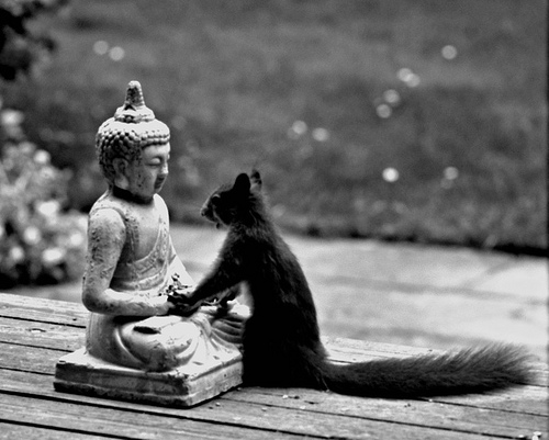 buddha-squirrel.jpg