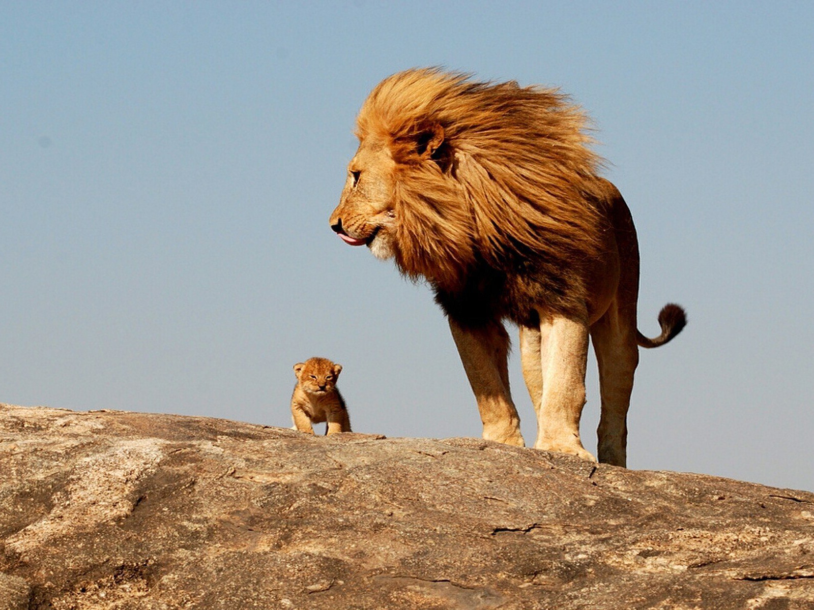 male-lion-with-cub-1600x1200.jpg