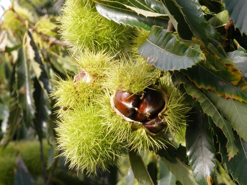 castanea_sativa_fruit.jpg