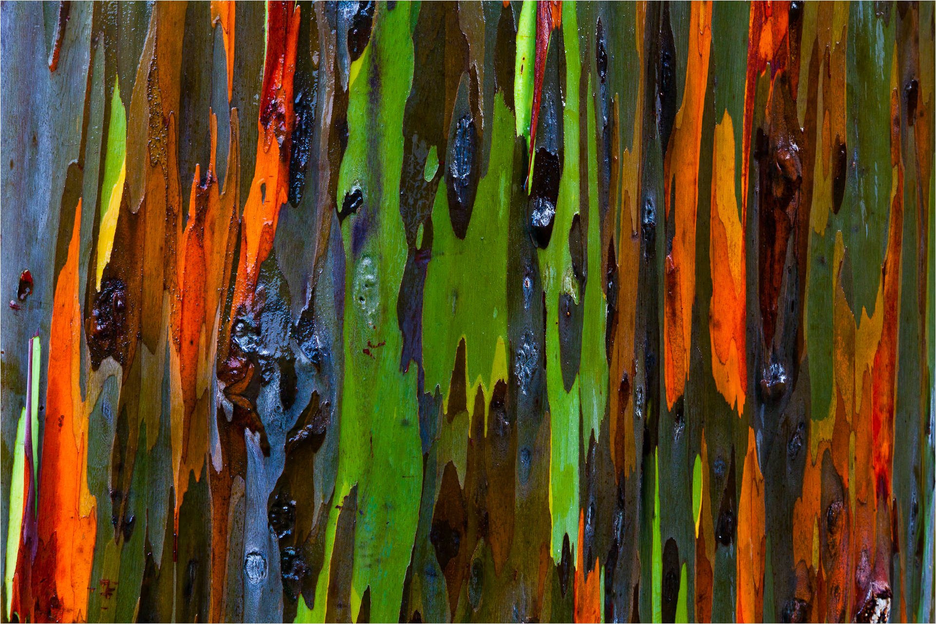 bark-abstract-c2a9-2011-christopher-martin-23421.jpg