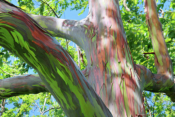 rainbow-eucalyptus-pierre-leclerc.jpg