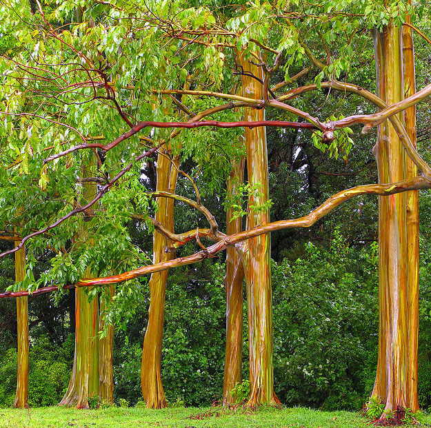 rainbow-eucalyptus-tree-picturee.jpg