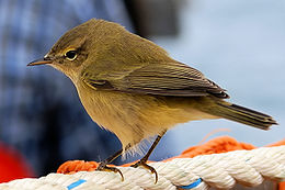 260px-Phylloscopus_collybita_(taxobox).jpg