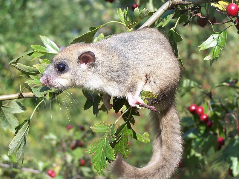 800px-Glis_glis_4058.JPG