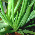 Az aloe vera gondozása