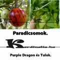 Paradicsomok 1.