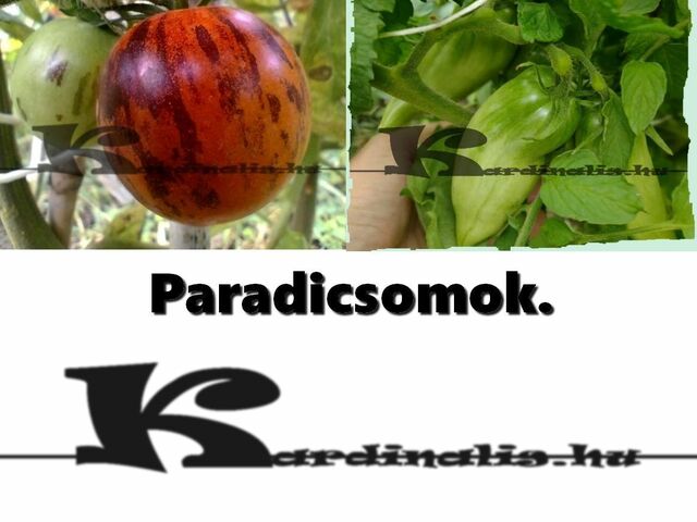 Paradicsomok 1.