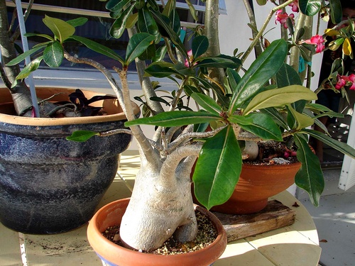 adenium_arabi.jpg