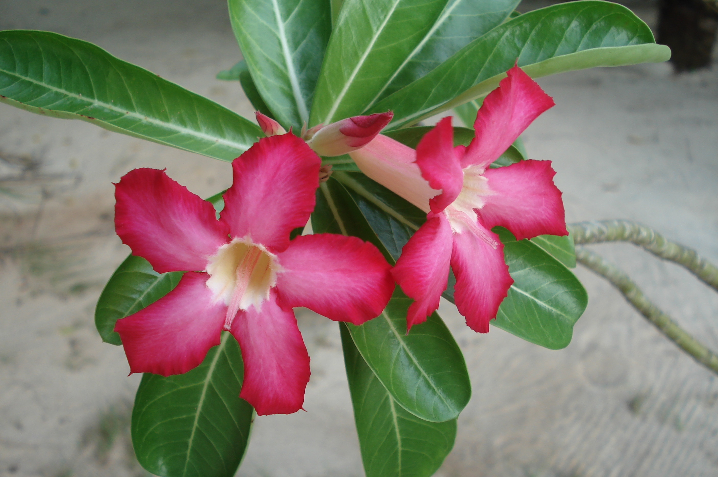 adenium_obesum.JPG