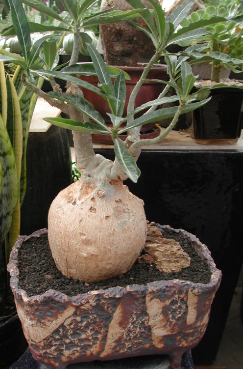 adenium_somalense_1.jpg